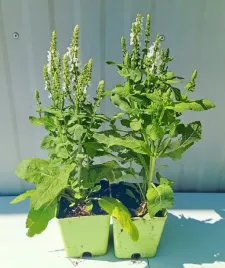szalwia-omszona-medium-white-biala-sadzonka-1l