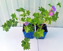 bodziszek-rozanne-sadzonka-1l-niebieskie-kwiaty