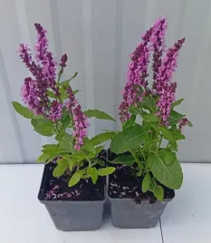 szalwia-omszona-compact-rose-rozowa-sadzonka-1l
