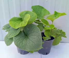 brunnera-betty-bowring-sadzonka-2-l-do-cienia