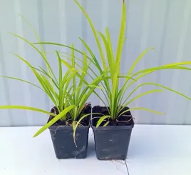 liriope-szafirkowata-liriope-muscari-sadzonka-p9-big-blue