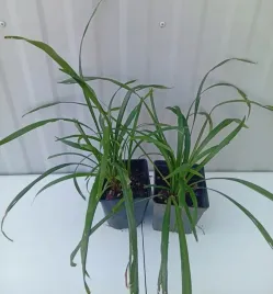 liriope-szafirkowata-liriope-muscari-sadzonka-2l-fioletowe-kwiaty