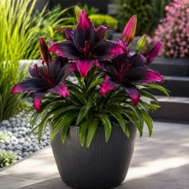 lilia-azjatycka-dwukolorowa-purple-eye-bulwa-sadzonka-rozowo-czarna