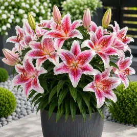 lilia-orientalna-stargazer-rozowo-biala-bulwa-klacze-cebule-pachnie