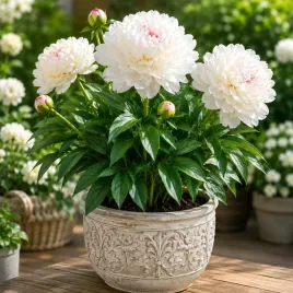 piwonia-shirley-temple-biala-sadzonki-1szt-w421