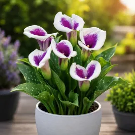 calla-kalla-kalia-picasso-bialo-fioletowa-bulwa-klacze-zdrowe-cebule-1-szt