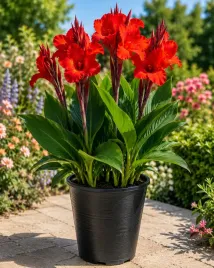 canna-red-kanna-czerwona-1-szt-sadzonka-xxl