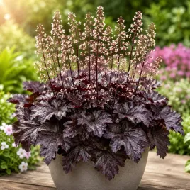 heuchera-zurawka-palace-purple-sadzonki-w-postaci-bulwy-klacza