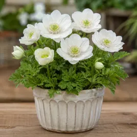 zawilec-anemone-the-bride-bialy-pachnacy-wiloletni-cebulka-1-szt-jakosc