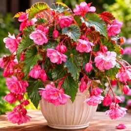 begonia-zwisajaca-pendula-rozowa-bulwa-klacze-cebule-kwiatowe-1-szt