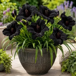 liliowiec-czarny-black-stock-1szt-sadzonka