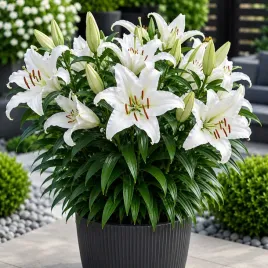 lilia-orientalna-casa-blanca-biala-1szt-bulwa-klacze-cebule-pachnie