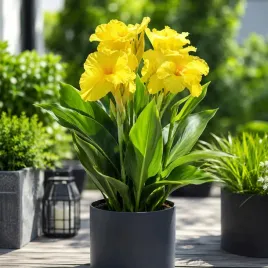 canna-red-kanna-zolta-1-szt-sadzonka-xxl
