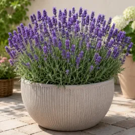 lawenda-waskolistna-fioletowa-hidcote-1-szt-966p