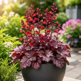 heuchera-americana-zurawka-amerykanska-1-szt-966p