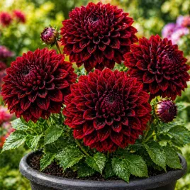 dalia-dalie-niska-dekoracyjna-mars-1-szt-018