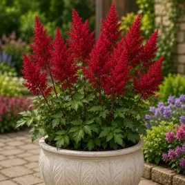 tawulka-astilbe-montgomery-czerwona-1szt-bulwa-klacze-zdrowa