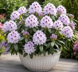 rododendron-rozanecznik-rozanecznik-calsap-sadzonka-w-doniczce-xxl