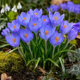 krokusy-krokus-niebieski-blue-pearl-5-szt-xxl-zestaw-pieknosc-ogrodu