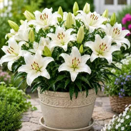 lilium-candidum-lilia-sw-antoniego-jozefa-1szt-cebule-kwiatowe-lilia-biala