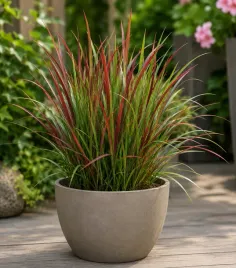 trawa-czerwona-imperata-red-baron-zestaw-sadzonka