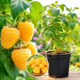 malina-zolta-golden-queen-zlota-sadzonka-plenna-sadzonka-w-donniczce
