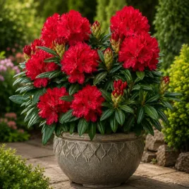 rododendron-czerwony-kwiaty-sadzonka-xl