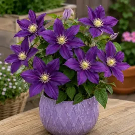 clematis-powojnik-perida-fioletowy-sadzonka-xxl