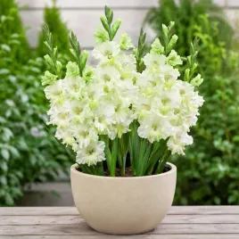 gladiolus-mieczyk-gydan-bialy-mieczyki-cebulki-cebule-5-szt