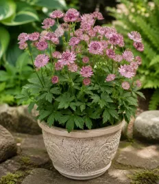 jarzmianka-astrantia-rozowa-rosea-klacze-1-szt-na-zacienione-miejsca