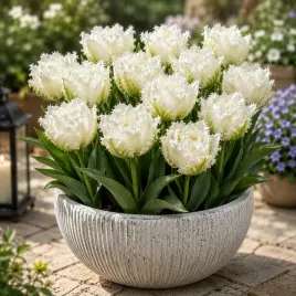 tulipan-strzepiasty-snow-crystal-bialy-5-szt-tulipany-cebulki-cebule