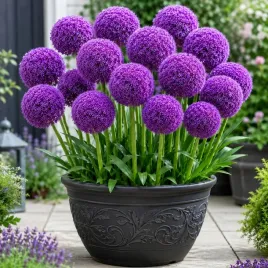 allium-czosnek-ozdobny-globemaster-fioletowy-24-1-szt-duza-cebula-zrowa