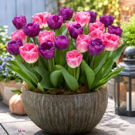tulipan-kolory-fioletu-roz-mix-cebulki-10-szt-cebule-kwiatowe-tylipany