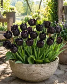 tulipan-czarny-black-5-szt-tulipany-cebulki-kwiatowe-cebule