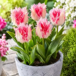 tulipan-strzepiasty-rozowy-bialy-drakensteyn-5-szt-cebulki-zestaw