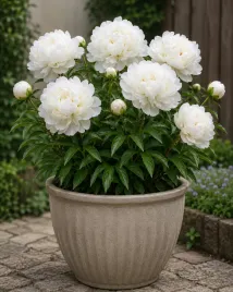 paeonia-piwonia-chinska-shirley-temple-1-szt-bulwa-klacze-zdrowa-biala