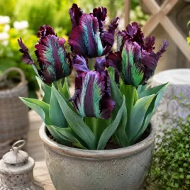tulipan-papuzi-black-parrot-czarno-zielony-5-szt-tulipany-cebulki
