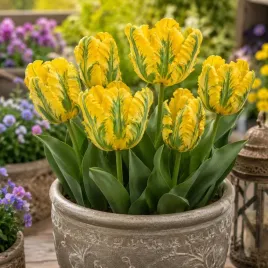 tulipan-papuzi-eagle-wings-zielono-zolty-cebule-kwiatowe-5-szt