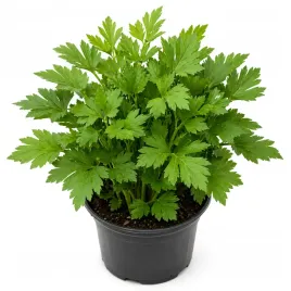 levisticum-officinale-lubczyk-ogrodowy-1-szt-klacze-sadzonka