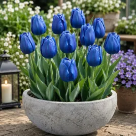 tulipan-blue-niebieski-5-szt-tulipany-cebulki-kwiatowe-cebule
