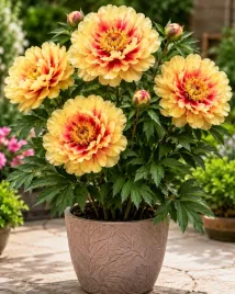 paeonia-piwonia-chinska-itoch-border-charm-1szt-klacze-zolto-czerwona