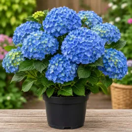 hortensja-niebieska-nikko-blue-duze-kwiaty-pieknosc-ogrodu-sadzonka