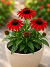 echinacea-jezowka-czerwona-1-szt-sadzonki-w-donniczka-zdrowa