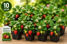 truskawka-ostara-caloroczna-duze-owoce-owocuje-caly-rok-10szt