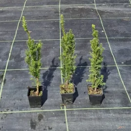 cis-posredni-hicksii-taxus-media-hicksii-w-donicy-p9-kolumnowy-do-50-cm