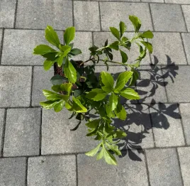 runianka-japonska-w-donicy-p9-pachysandra-terminalis-do-30-cm