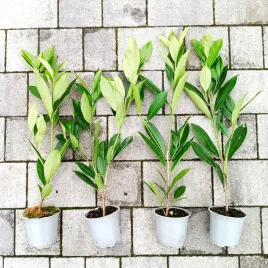 super-oferta-laurowisnia-wschodnia-caucasica-w-donicy-p9-prunus-do-40-cm