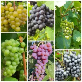 winorosl-pakiet-n6-refren-reliance-supaga-bianca-alwood-agat-donski-2l