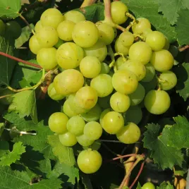 winorosl-prima-ukrainy-jasna-2l