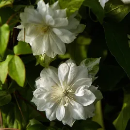 powojnik-duchess-of-edinburgh-wielkokwiatowy-2l